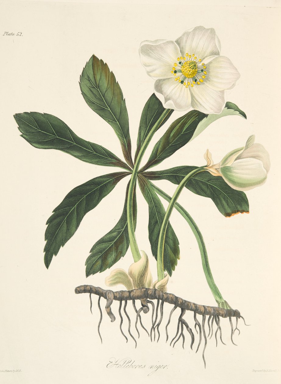 Black Hellebore eller Christmas Rose, fra Floral Illustrations of the Seasons, pub. 1829 (håndfarvet gravering) af Margaret Roscoe