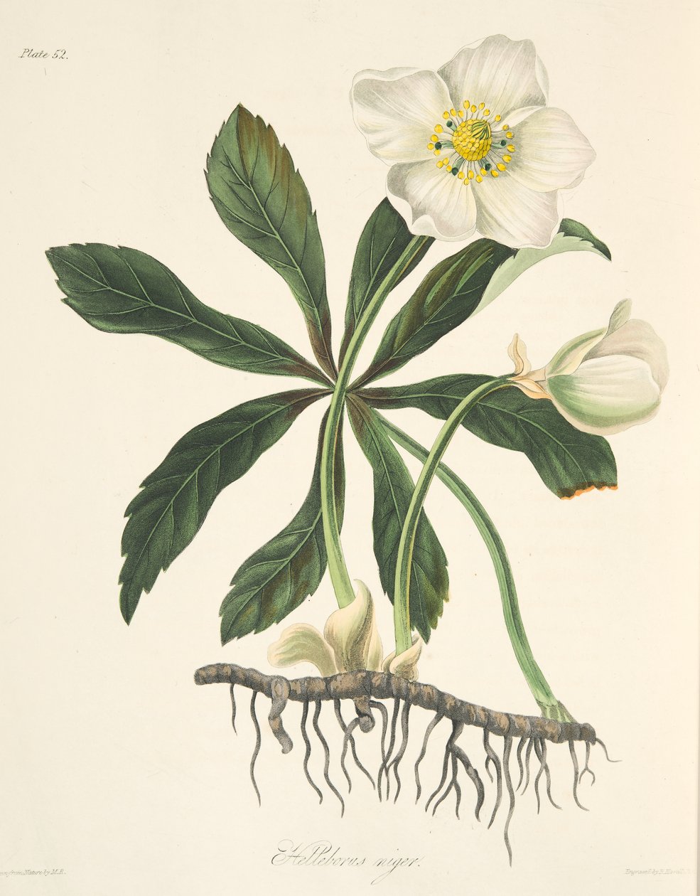 Black Hellebore eller Christmas Rose, fra Floral Illustrations of the Seasons, pub. 1829 (håndfarvet gravering) af Margaret Roscoe