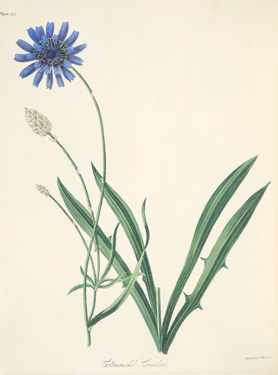 Blue Catananche, fra Floral Illustrations of the Seasons, pub. 1829 (håndfarvet gravering) af Margaret Roscoe
