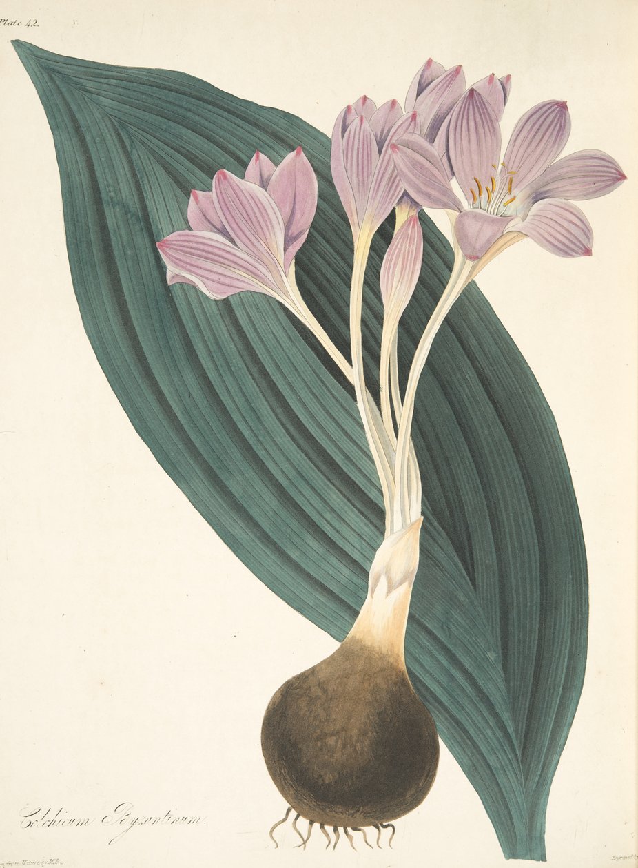 Broad-leaved Meadow Saffron, fra Floral Illustrations of the Seasons, pub. 1829 (håndfarvet gravering) af Margaret Roscoe