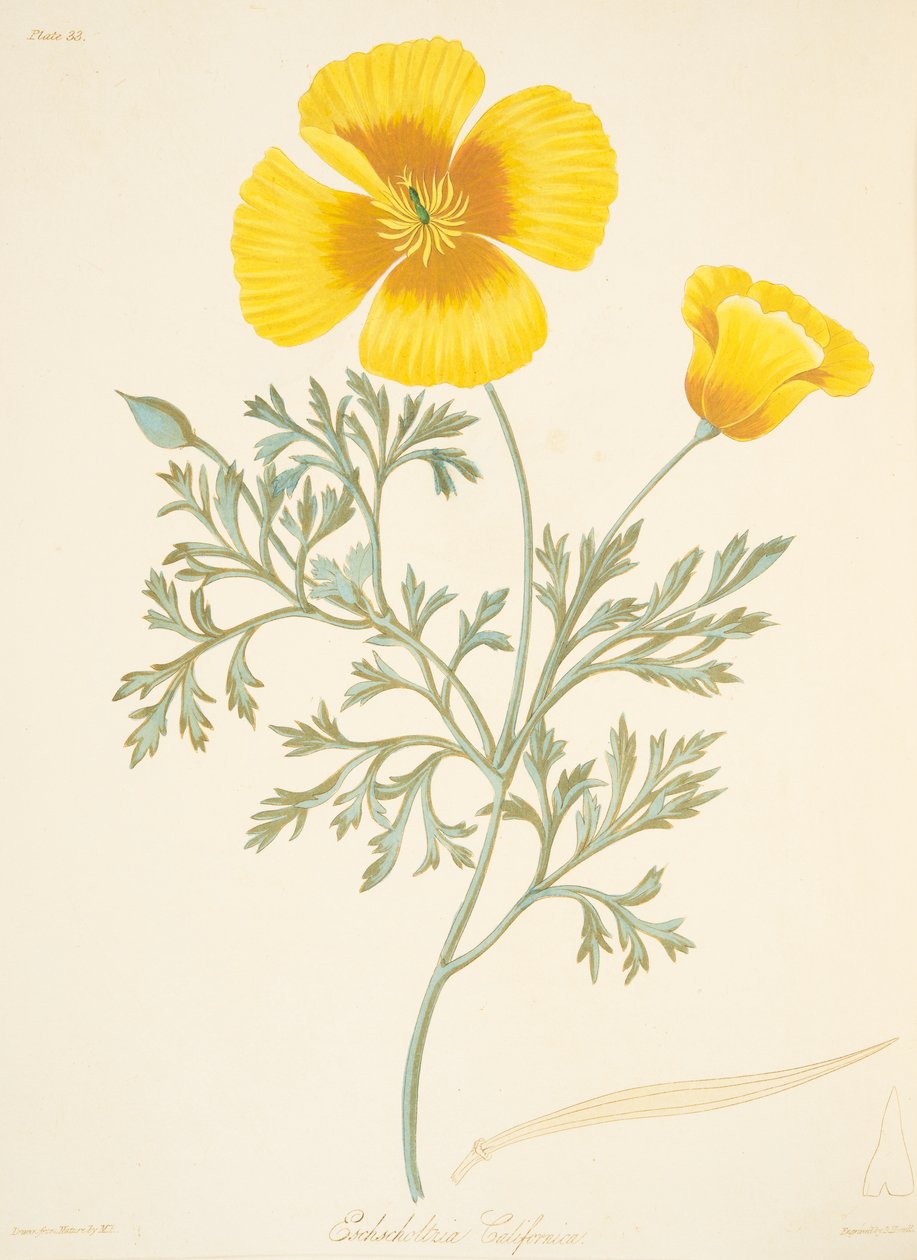Californiske Eschscholtzia, fra Floral Illustrations of the Seasons, pub. 1829 (håndfarvet gravering) af Margaret Roscoe