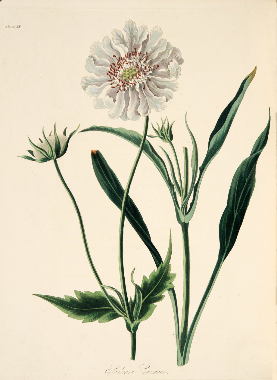 Caucasian Scabious, fra Floral Illustrations of the Seasons, pub. 1829 (håndfarvet gravering) af Margaret Roscoe