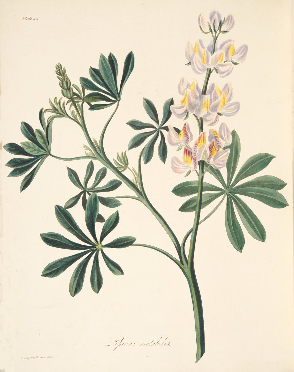 Udskiftelig-blomstret Lupin, fra Floral Illustrations of the Seasons, pub. 1829 (håndfarvet gravering) af Margaret Roscoe