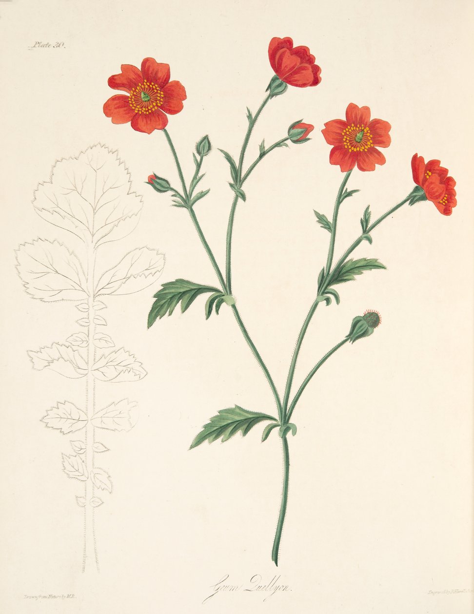 Chilenske Avens, fra Floral Illustrations of the Seasons, pub. 1829 (håndfarvet gravering) af Margaret Roscoe