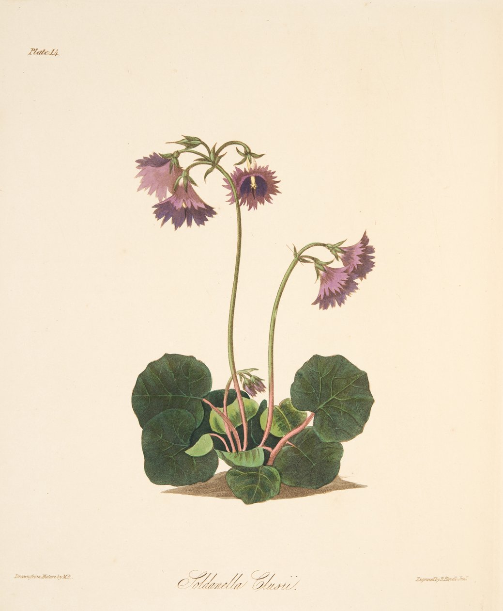 Clusiuss Soldanella, fra Floral Illustrations of the Seasons, pub. 1829 (håndfarvet gravering) af Margaret Roscoe