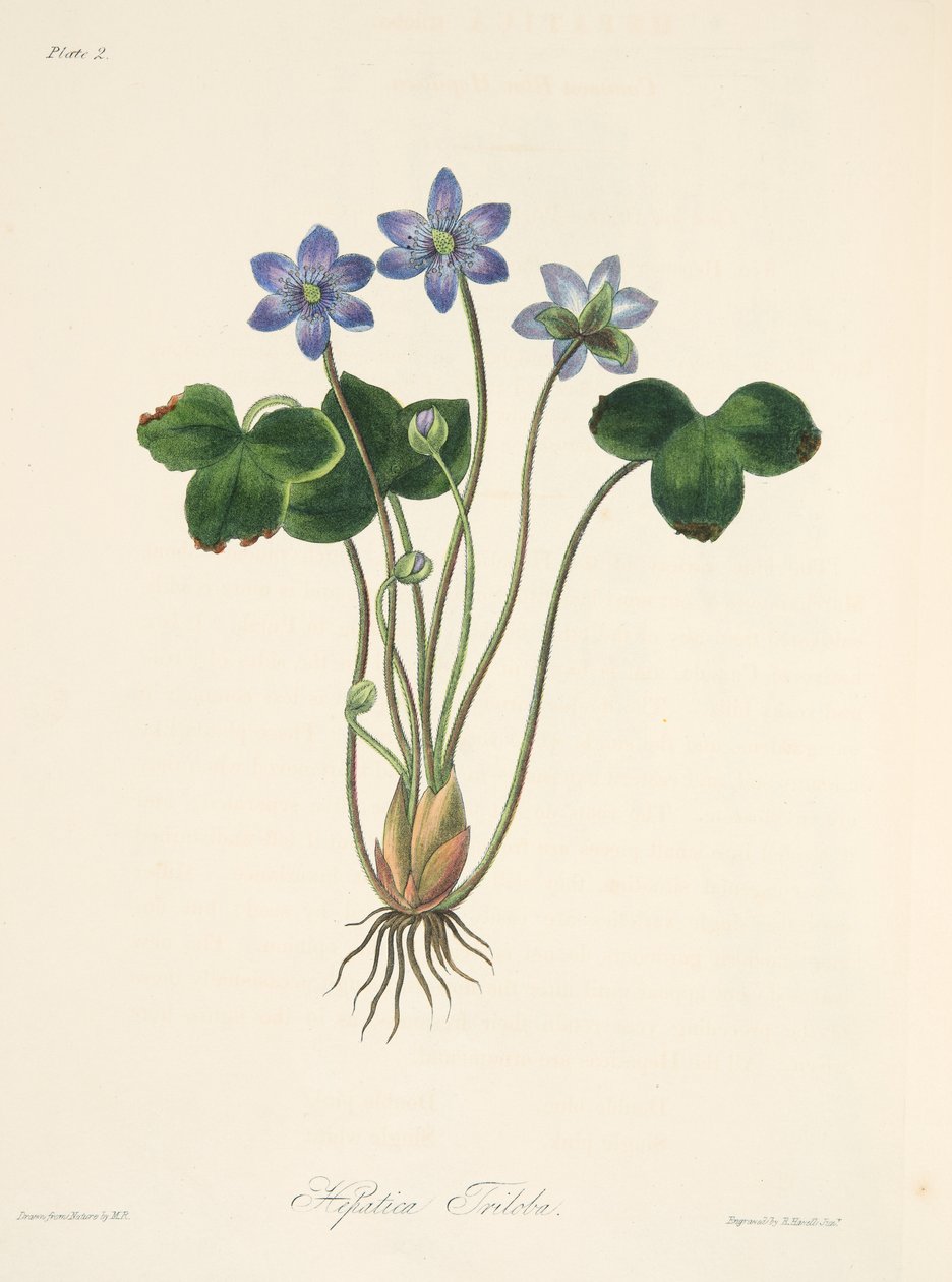 Common Blue Hepatica, fra Floral Illustrations of the Seasons, pub. 1829 (håndfarvet gravering) af Margaret Roscoe