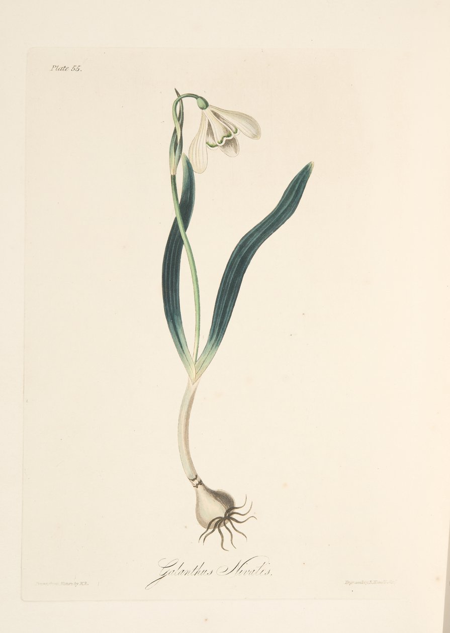 Almindelig Vintergæk, fra Floral Illustrations of the Seasons, pub. 1829 (håndfarvet gravering) af Margaret Roscoe
