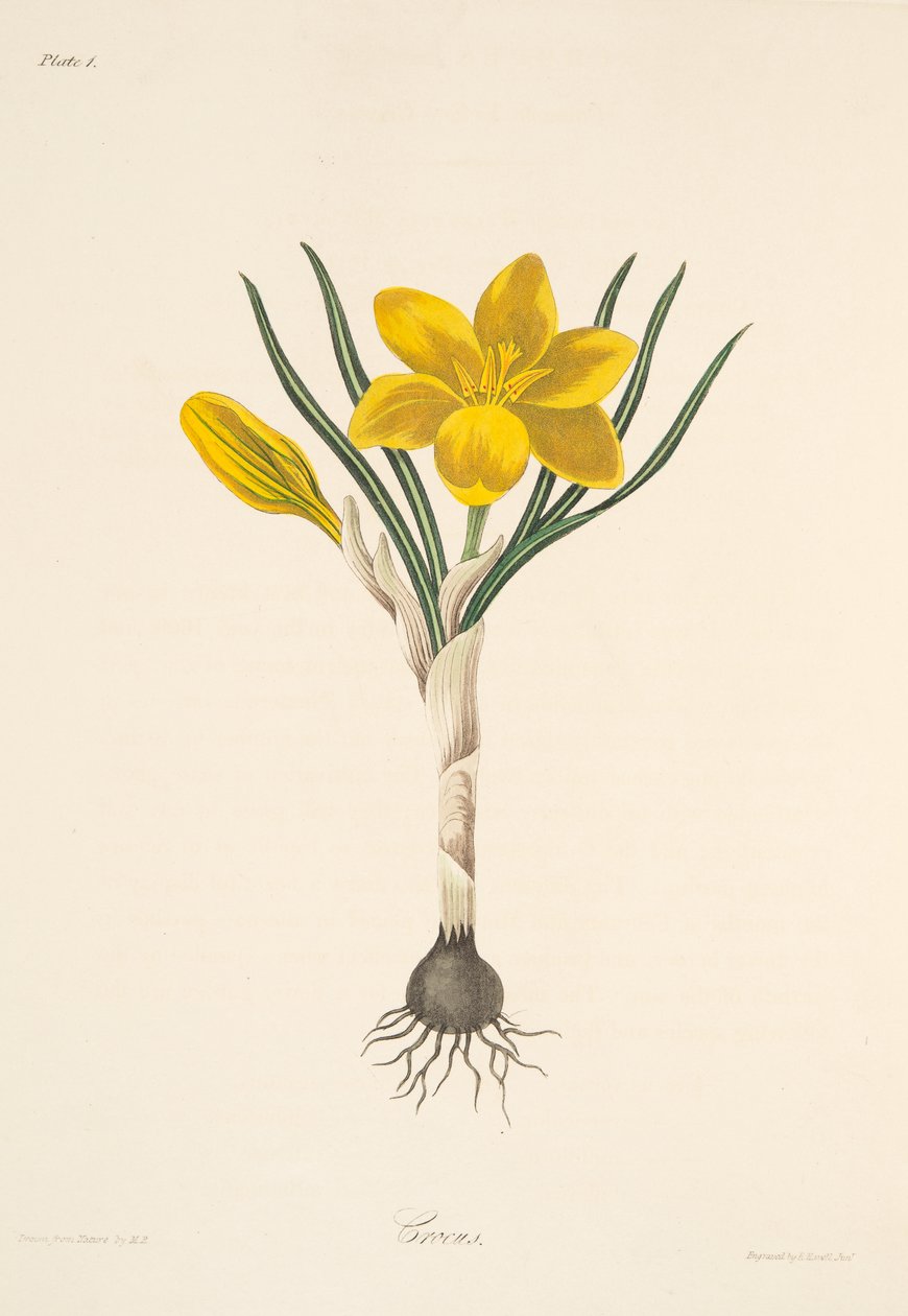 Almindelig gul krokus, fra Blomsterillustrationer af årstiderne, pub. 1829 (håndfarvet gravering) af Margaret Roscoe