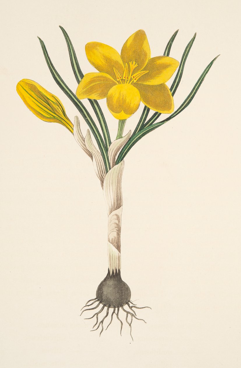 Almindelig gul krokus, fra Blomsterillustrationer af årstiderne, pub. 1829 (håndfarvet gravering) af Margaret Roscoe