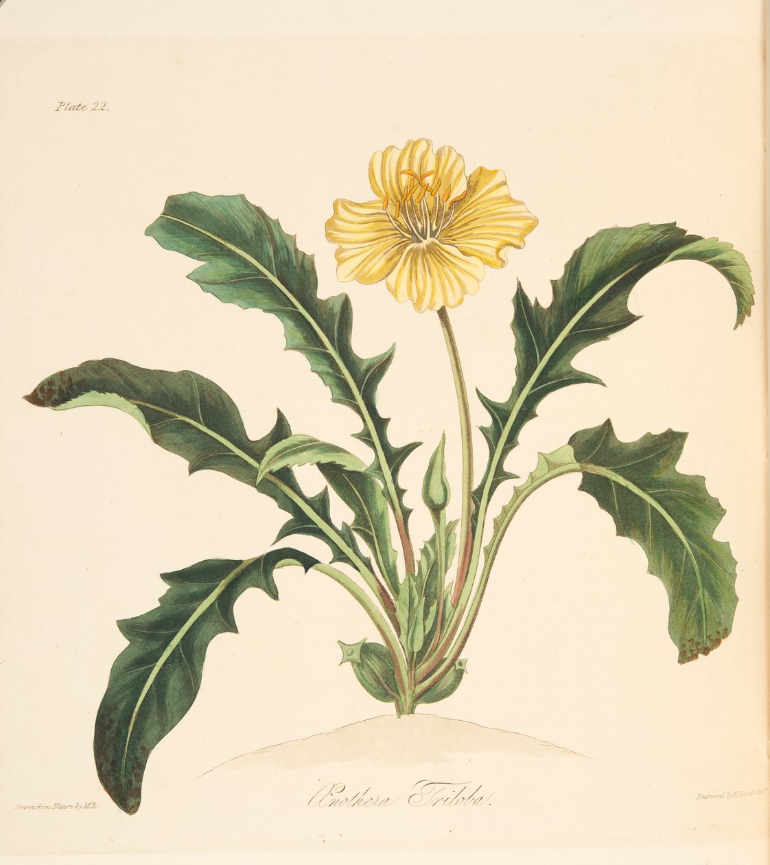 Mælkebøtte forlod Evening Primrose, fra Floral Illustrations of the Seasons, pub. 1829 (håndfarvet gravering) af Margaret Roscoe