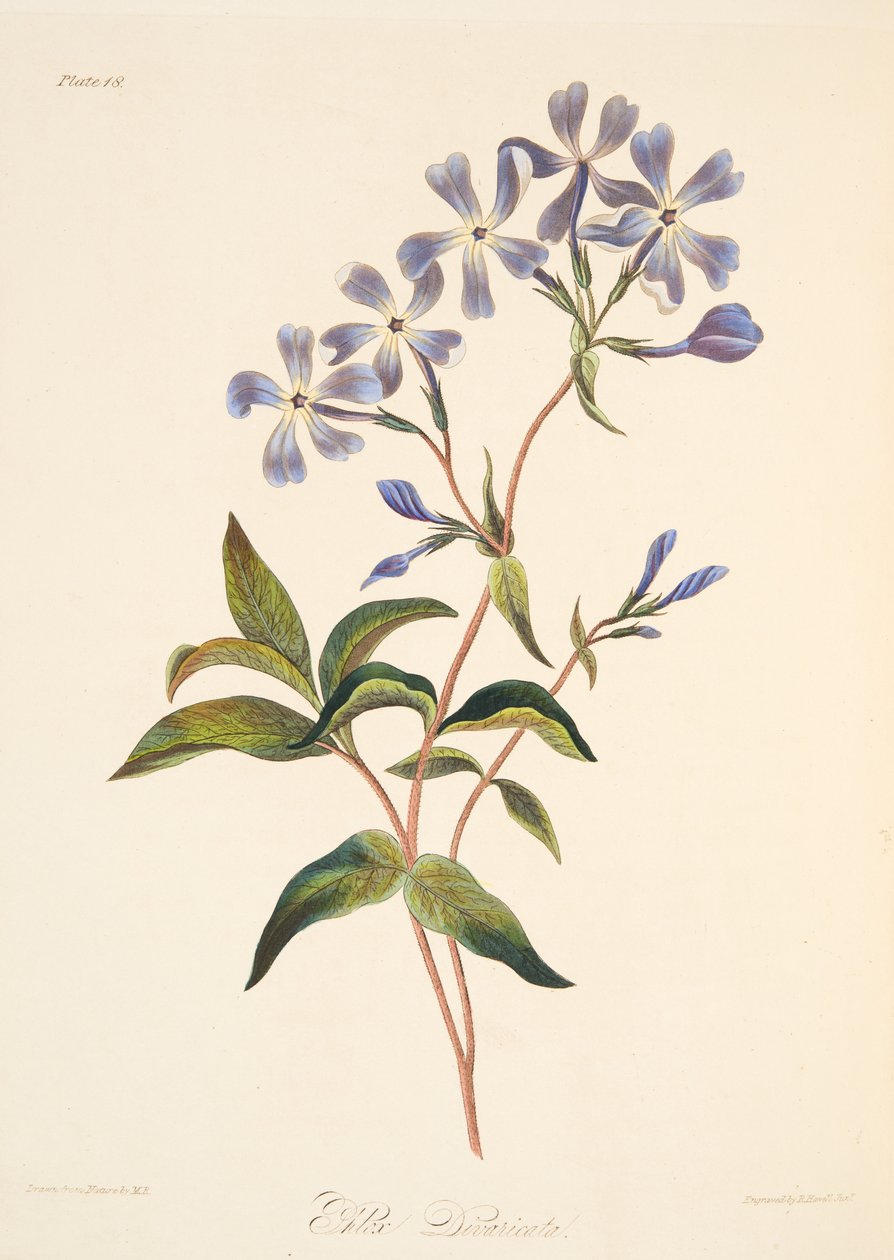 Early Flowering Lychnidea, fra Floral Illustrations of the Seasons, pub. 1829 (håndfarvet gravering) af Margaret Roscoe