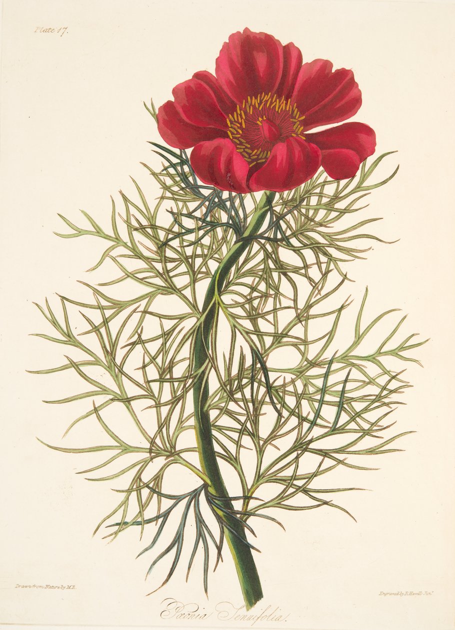 Fine Leaved Paeony, fra Floral Illustrations of the Seasons, pub. 1829 (håndfarvet gravering) af Margaret Roscoe