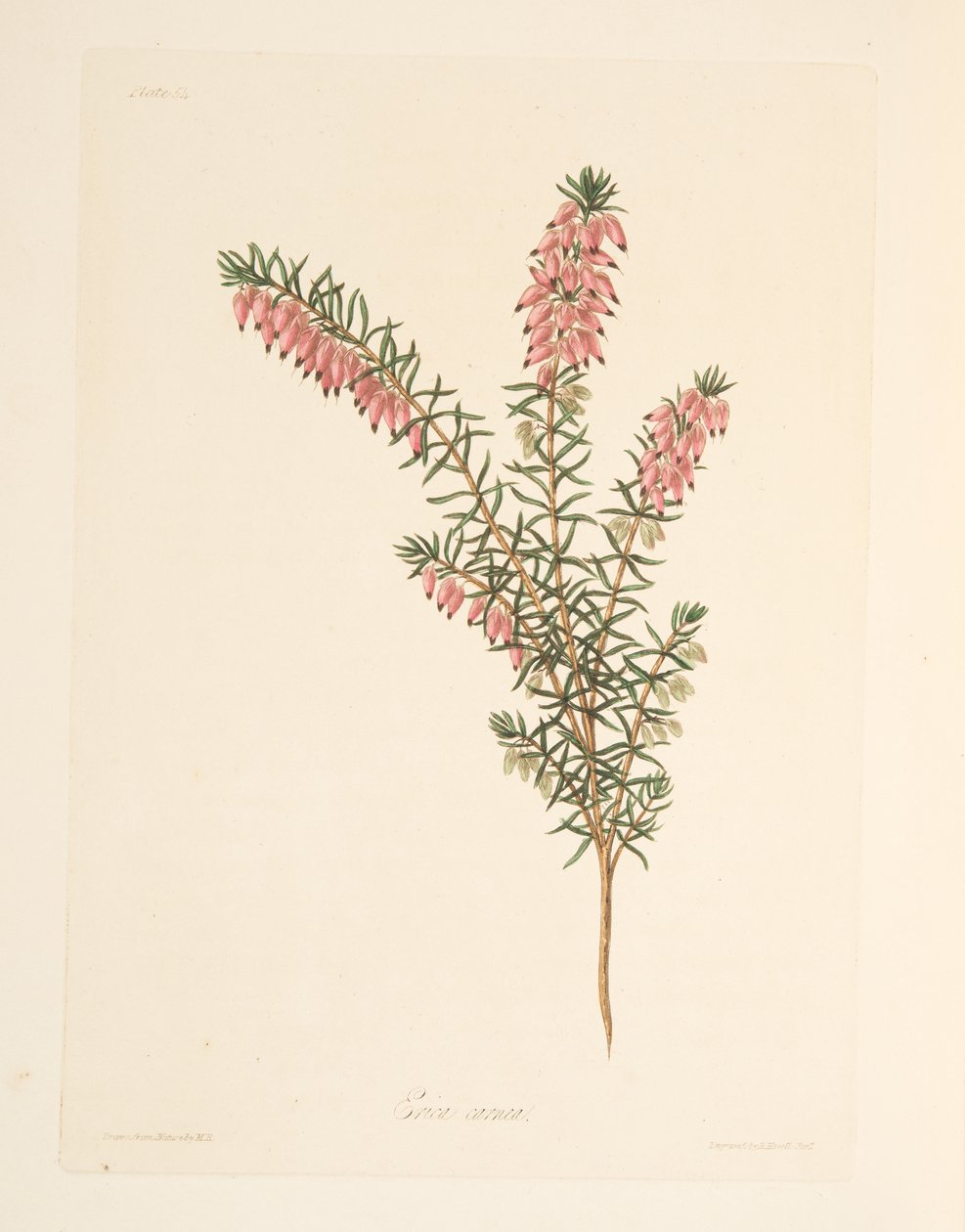 Kødfarvet, tidligt flydende Heath, fra Floral Illustrations of the Seasons, pub. 1829 (håndfarvet gravering) af Margaret Roscoe