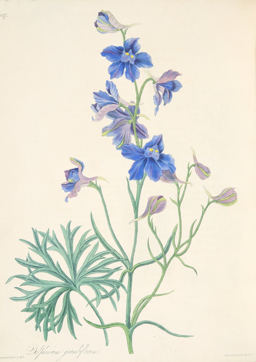 Great Flowered Larkspur, fra Floral Illustrations of the Seasons, pub. 1829 (håndfarvet gravering) af Margaret Roscoe