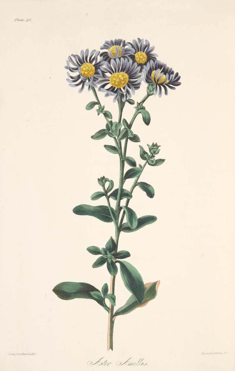 Italiensk Aster, fra Floral Illustrations of the Seasons, pub. 1829 (håndfarvet gravering) af Margaret Roscoe