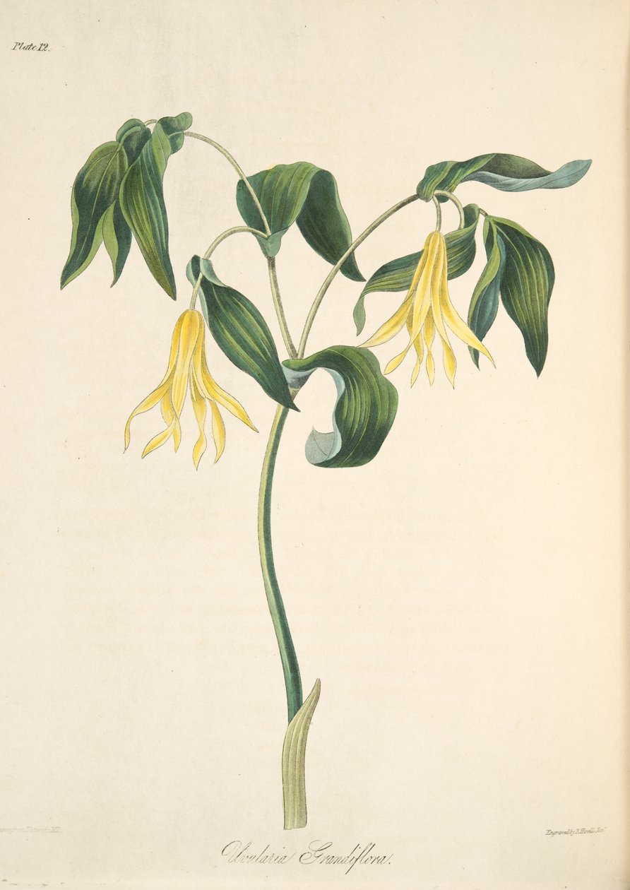 Large Flowered Bellwort, fra Floral Illustrations of the Seasons, pub. 1829 (håndfarvet gravering) af Margaret Roscoe