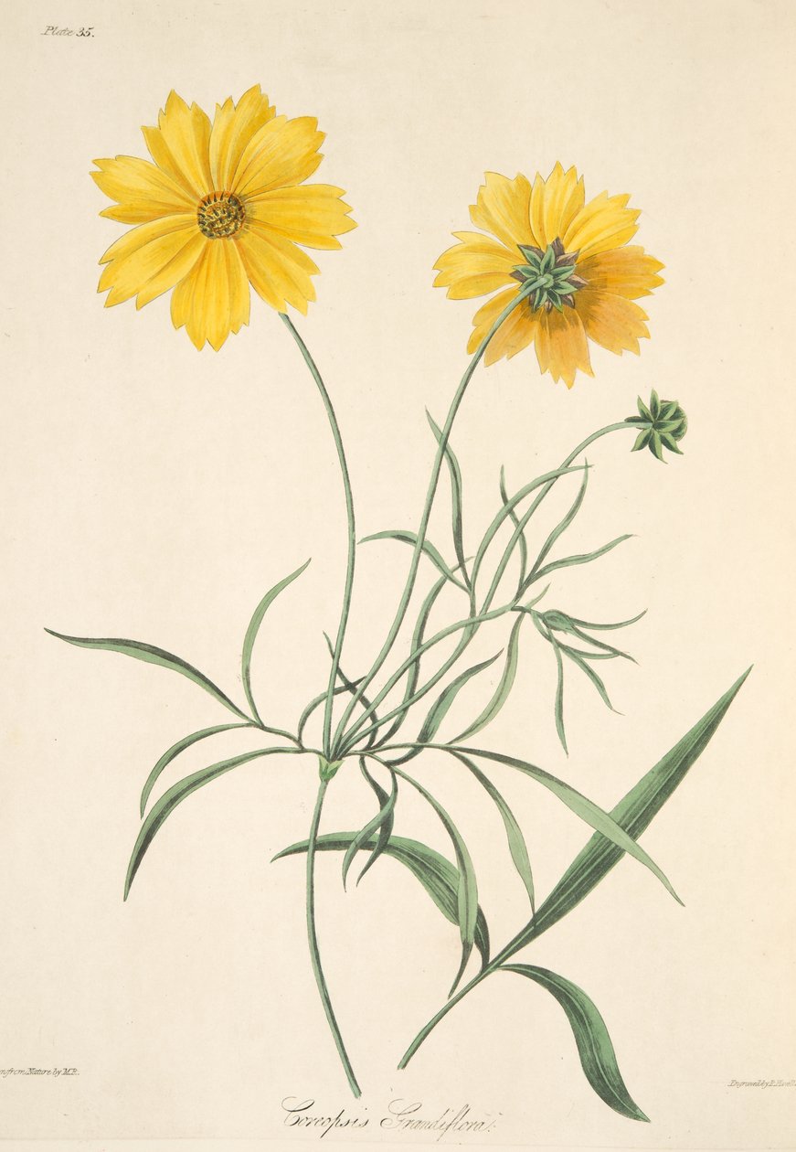 Large Flowered Tickseed, fra Floral Illustrations of the Seasons, pub. 1829 (håndfarvet gravering) af Margaret Roscoe