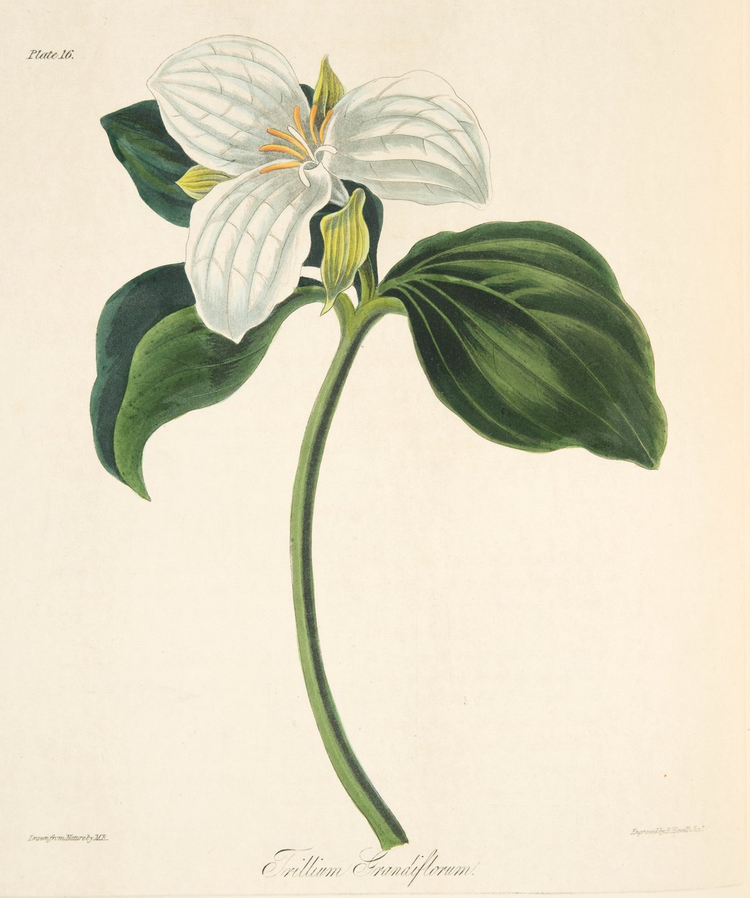 Large Flowered Trillium, fra Floral Illustrations of the Seasons, pub. 1829 (håndfarvet gravering) af Margaret Roscoe