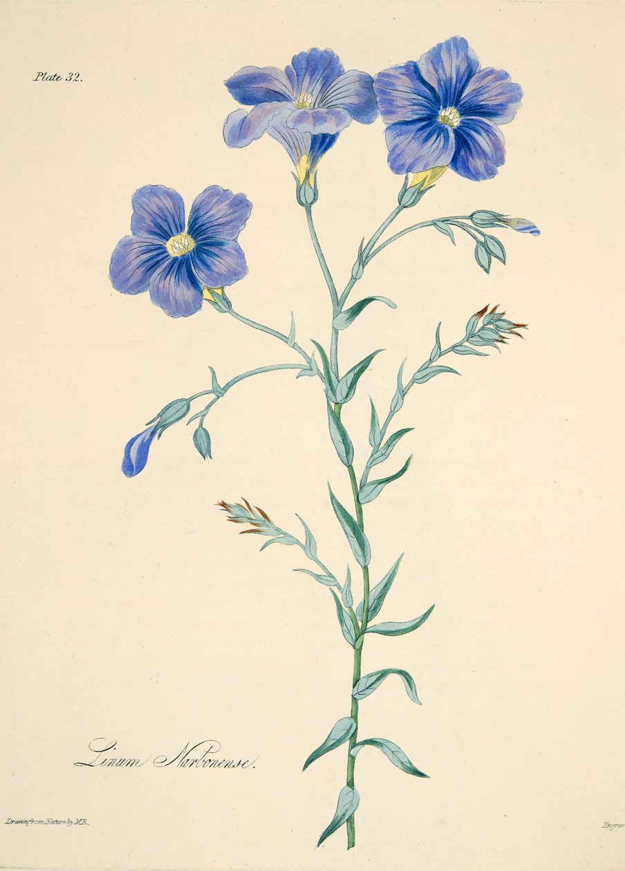 Narbonne Flax, fra Floral Illustrations of the Seasons, pub. 1829 (håndfarvet gravering) af Margaret Roscoe