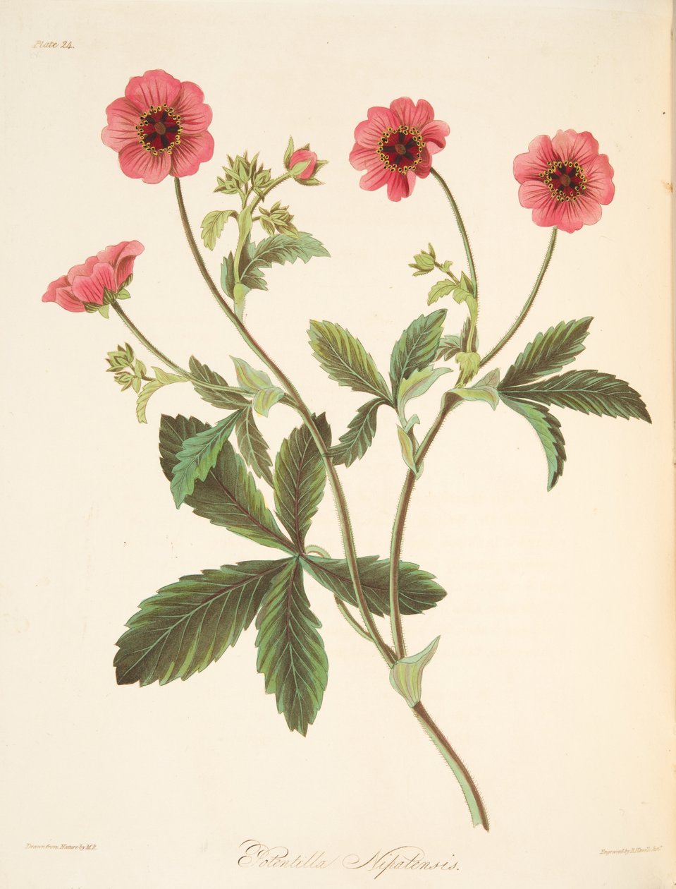 Nipal Potentilla, fra Floral Illustrations of te Seasons, udg. 1829 (håndkoloreret gravering) af Margaret Roscoe