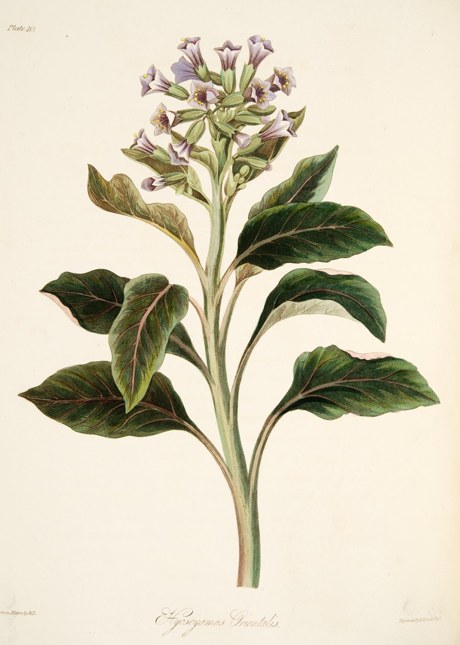 Oriental Hyoscyamus, fra Floral Illustrations of the Seasons, pub. 1829 (håndfarvet gravering) af Margaret Roscoe