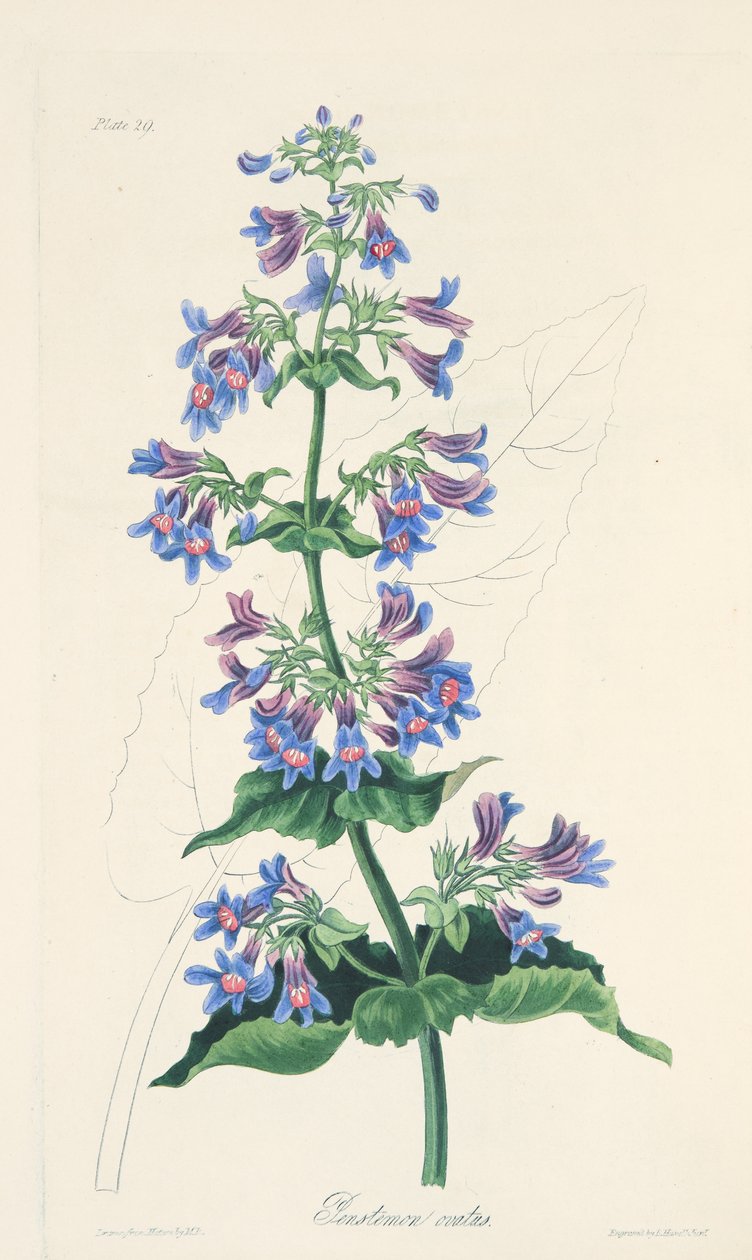 Ovate-leaved Penstemon, fra Floral Illustrations of the Seasons, pub. 1829 (håndfarvet gravering) af Margaret Roscoe