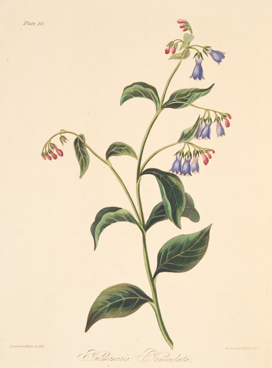 Panicled Lungwort, fra Floral Illustrations of the Seasons, pub. 1829 (håndfarvet gravering) af Margaret Roscoe