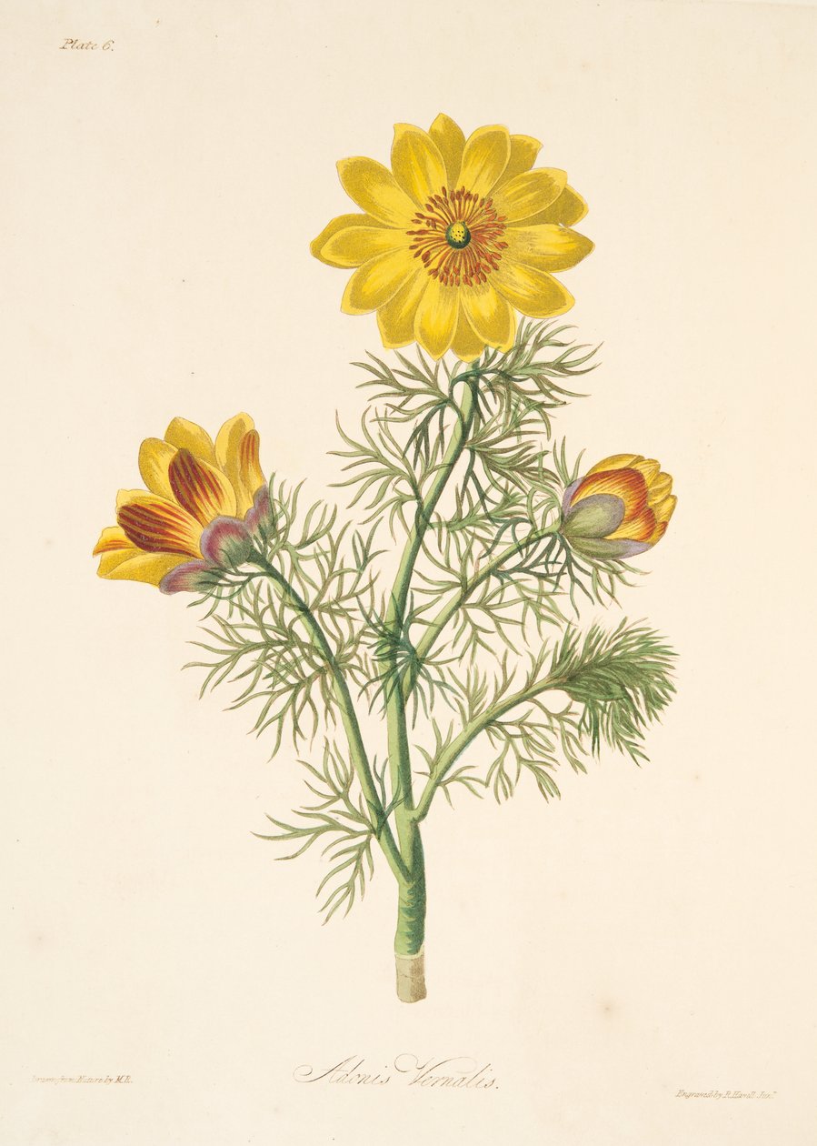 Perennial Adonis, fra Floral Illustrations of te Seasons, udg. 1829 (håndkoloreret gravering) af Margaret Roscoe