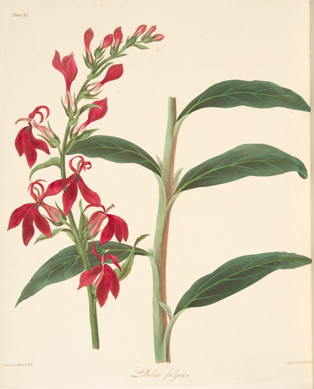 Refulgent Lobelia, fra Floral Illustrations of the Seasons, pub. 1829 (håndfarvet gravering) af Margaret Roscoe