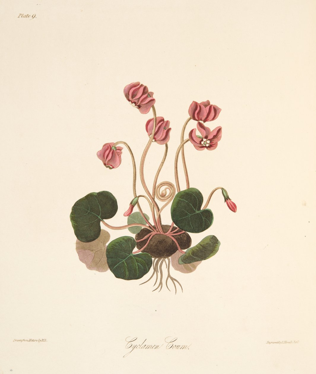 Round Leaved Cyclamen, fra Floral Illustrations of the Seasons, pub. 1829 (håndfarvet gravering) af Margaret Roscoe