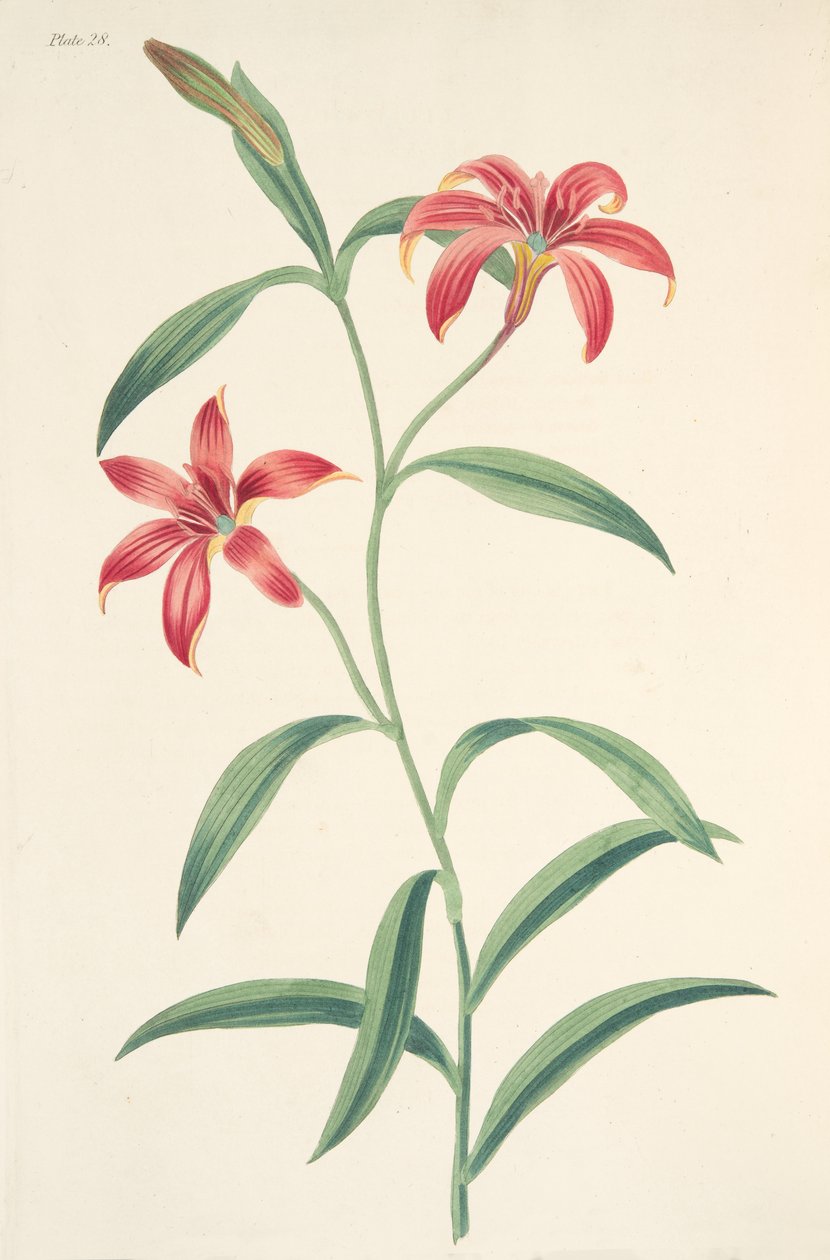 Selvfarvet kinesisk lilje, fra Floral Illustrations of the Seasons, pub. 1829 (håndfarvet gravering) af Margaret Roscoe