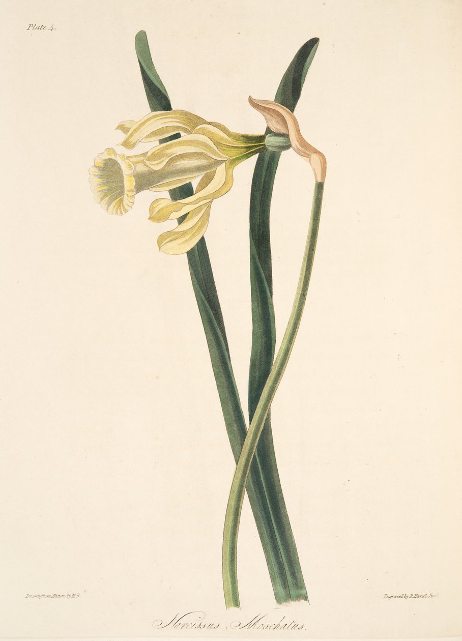 Spansk påskelilje, fra Floral Illustrations of the Seasons, pub. 1829 (håndfarvet gravering) af Margaret Roscoe