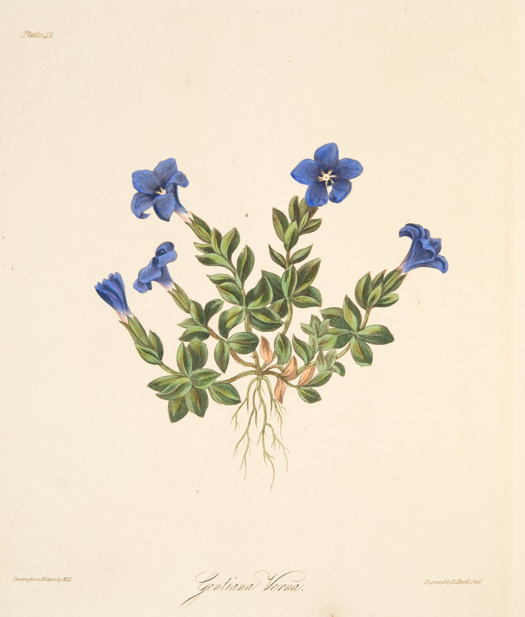 Spring Gentian, fra Floral Illustrations of the Seasons, pub. 1829 (håndfarvet gravering) af Margaret Roscoe