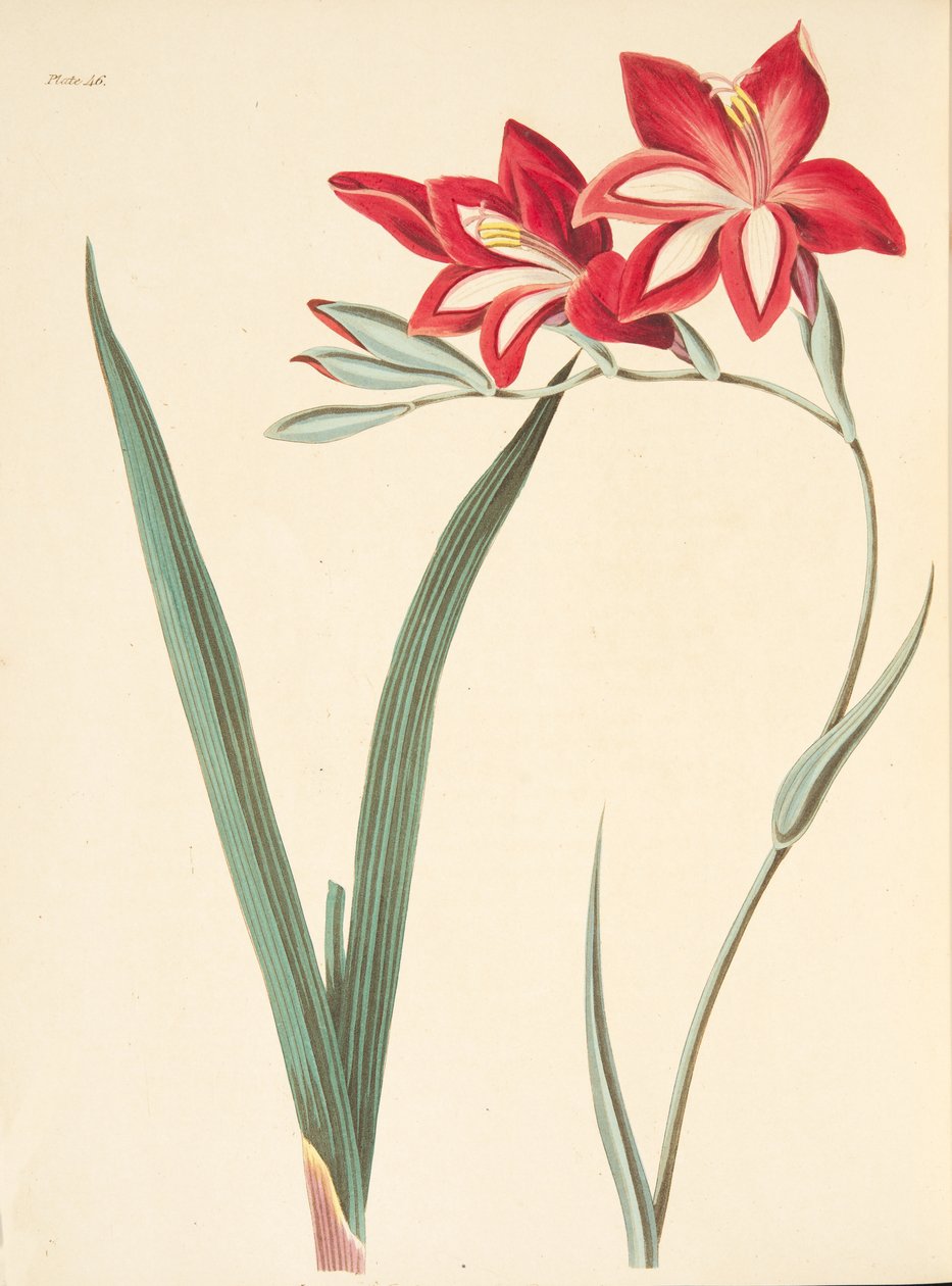 Fremragende Corn-Flag, fra Floral Illustrations of the Seasons, pub. 1829 (håndfarvet gravering) af Margaret Roscoe