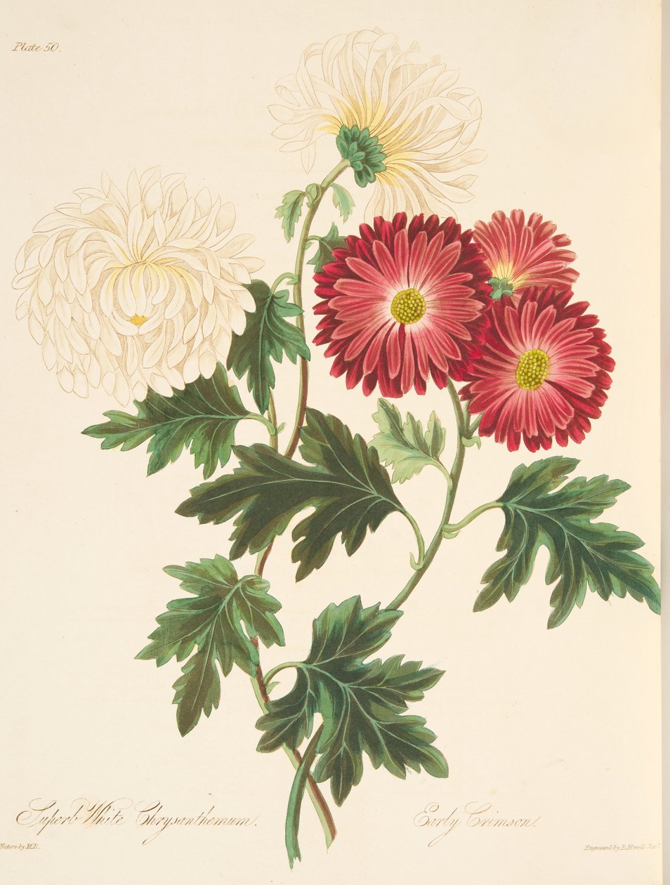 Fremragende hvid krysantemum og tidlig rød, fra Floral Illustrations of the Seasons, pub. 1829 (håndfarvet gravering) af Margaret Roscoe