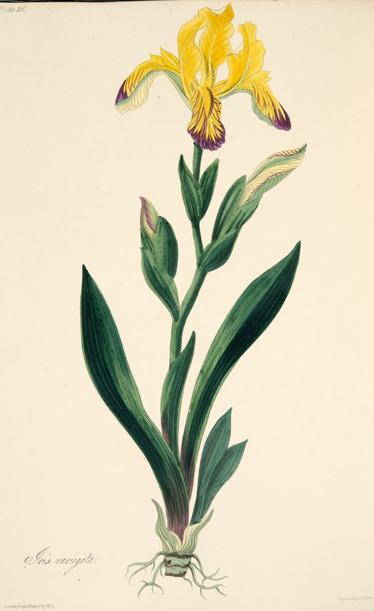 Variegated Iris, fra Floral Illustrations of the Seasons, pub. 1829 (håndfarvet gravering) af Margaret Roscoe
