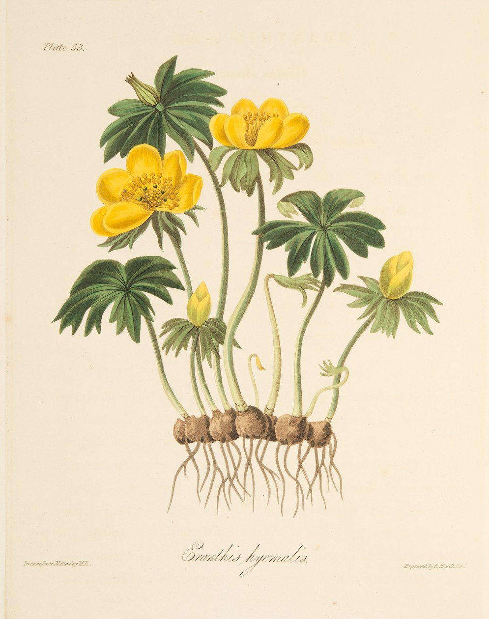 Winter Aconite, fra Floral Illustrations of the Seasons, pub. 1829 (håndfarvet gravering) af Margaret Roscoe