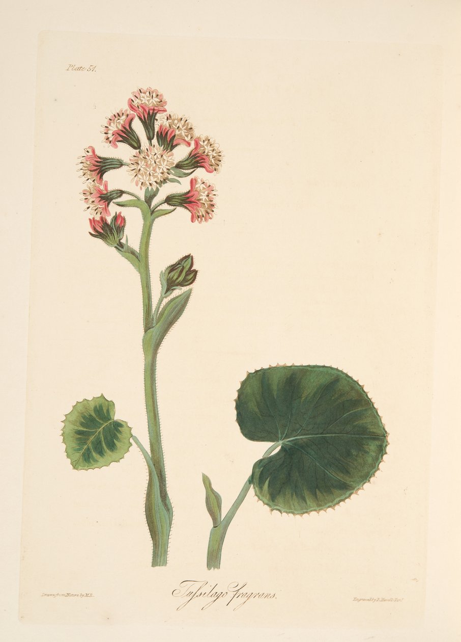 Winter Heliotrope, fra Floral Illustrations of the Seasons, pub. 1829 (håndfarvet gravering) af Margaret Roscoe