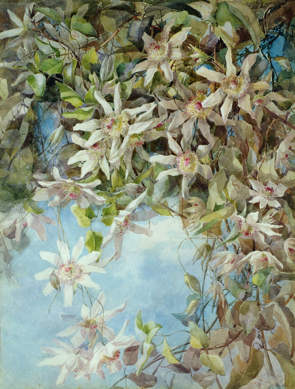 Studie af passionsblomst af Margaret Waterfield