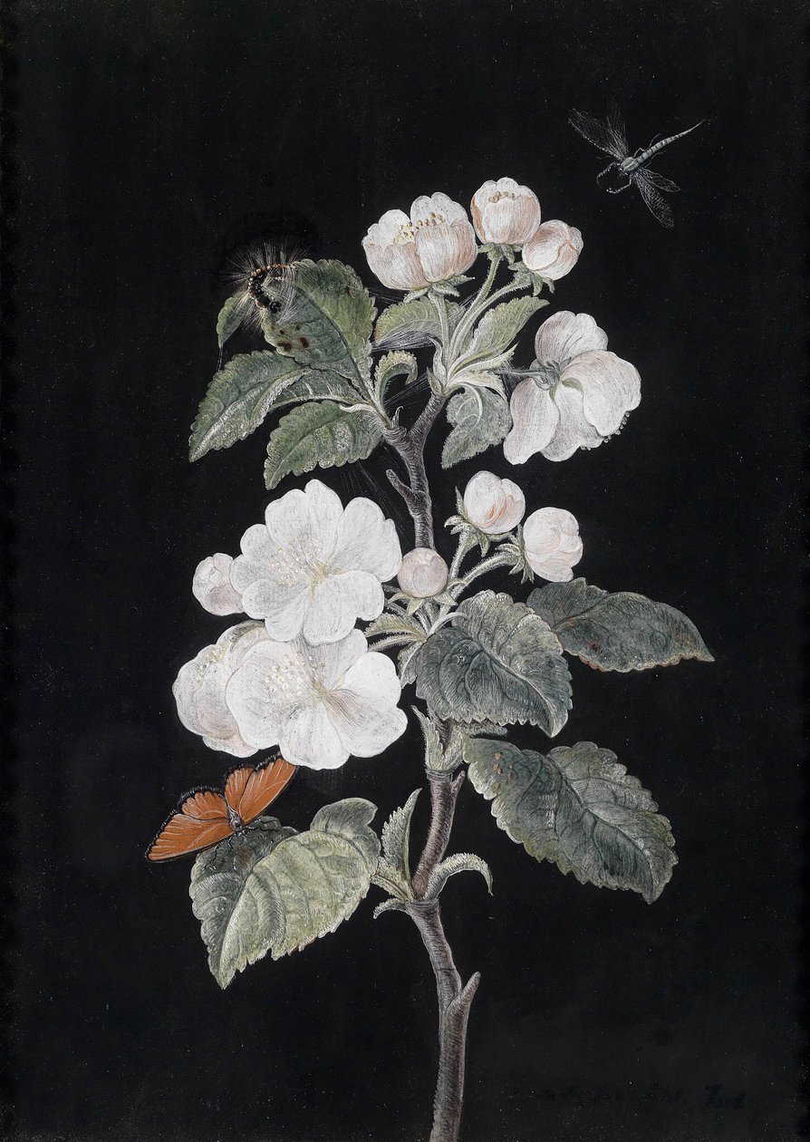 Æble blomstrer med sommerfugle af Margaretha Barbara Dietzsch