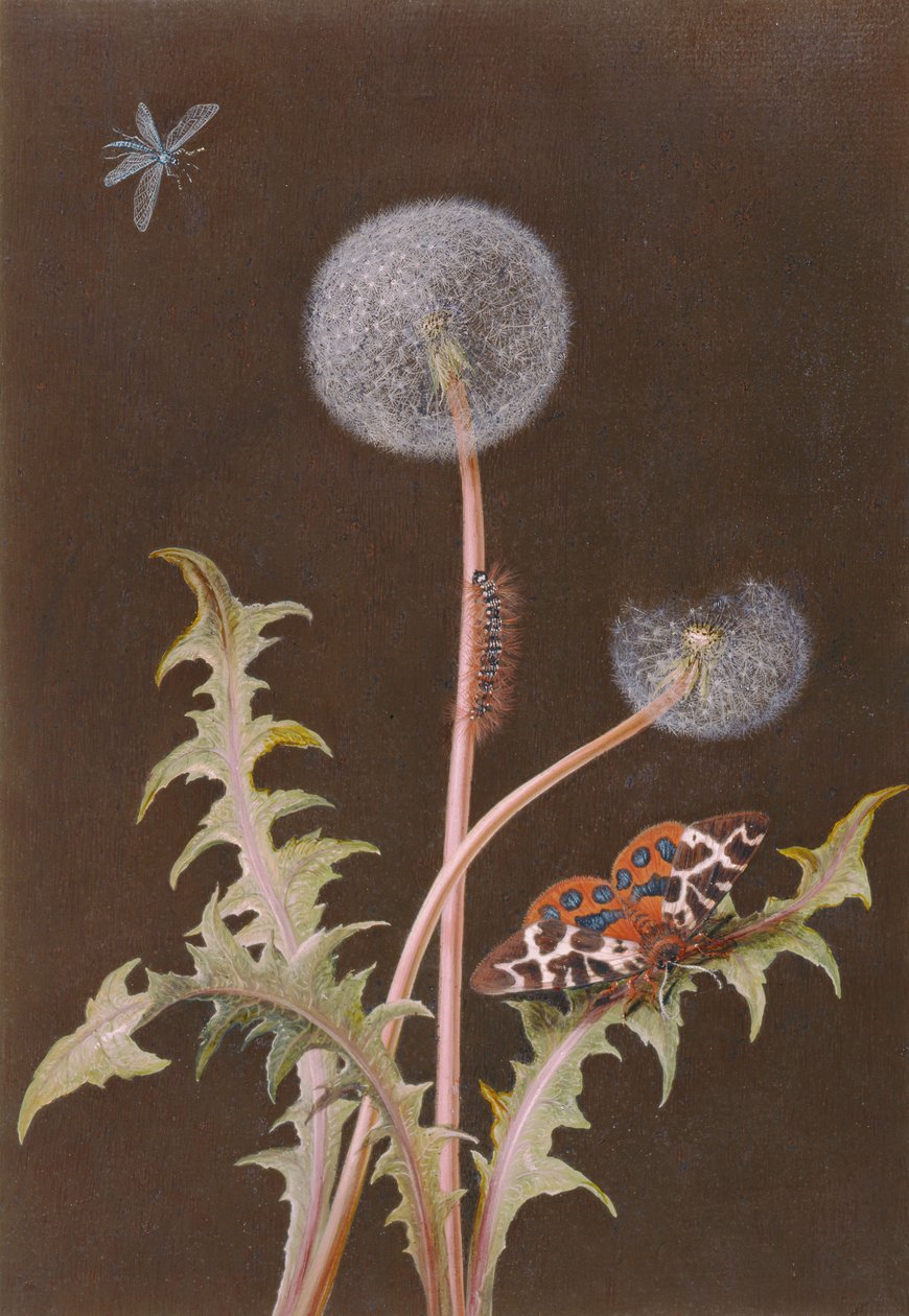 PD.380-1973 Mælkebøtte (Taraxacum officinale) med insekter (wc og gouache på kort) af Margaretha Barbara Dietzsch