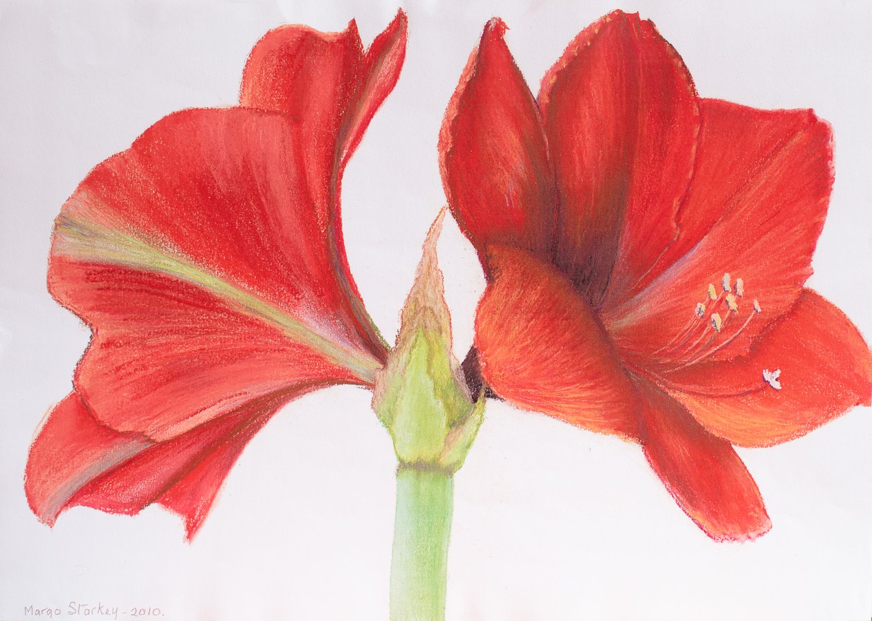 Amaryllis, 2015 (pastel) af Margo Starkey