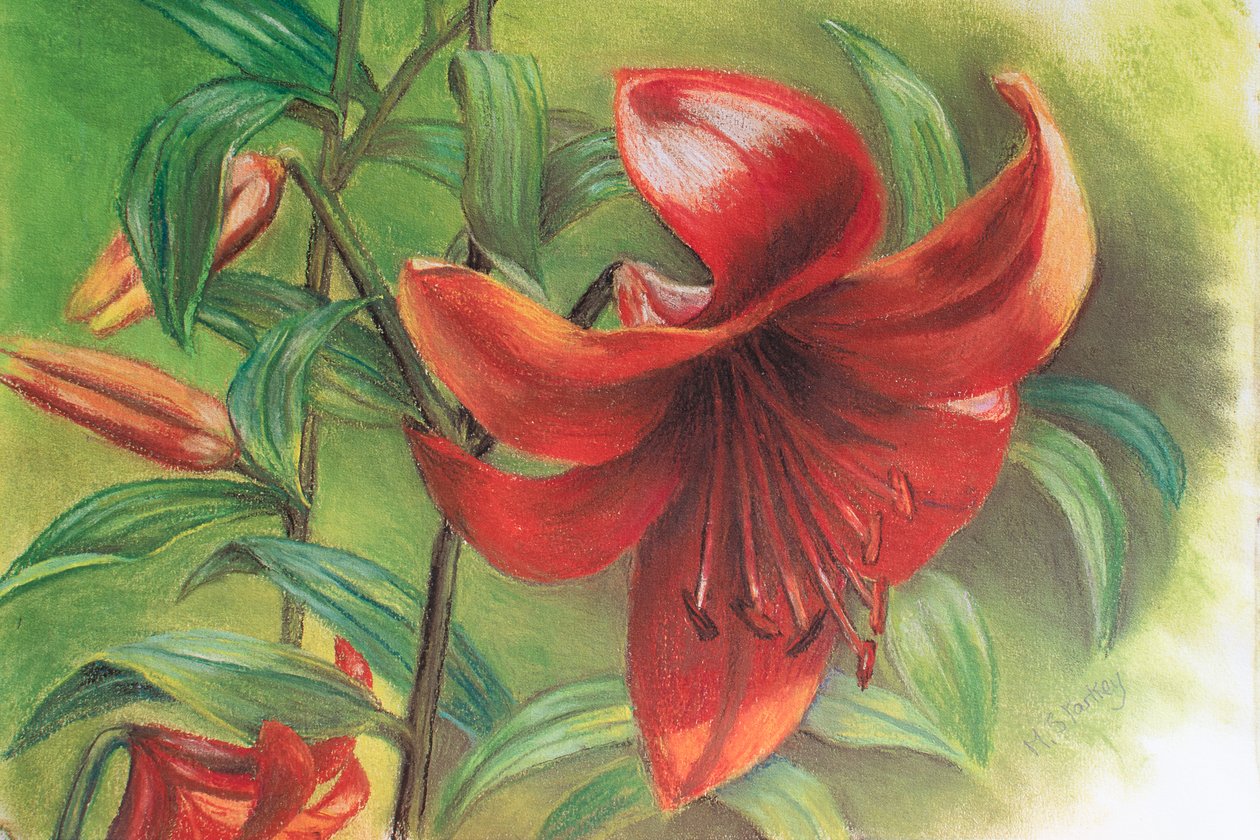 Lilium, 2017 (pastel) af Margo Starkey