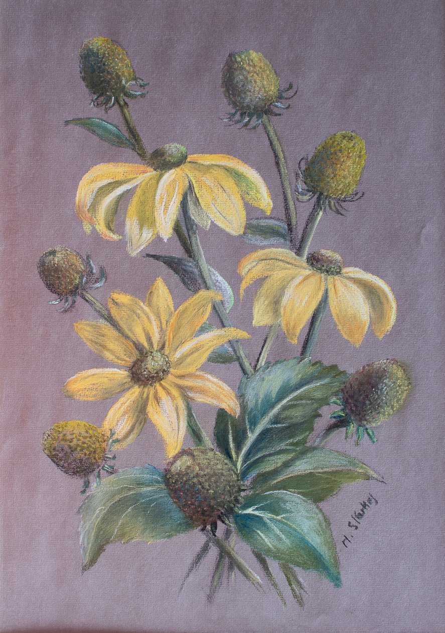 Rudbeckia, 2014 (pastel) af Margo Starkey