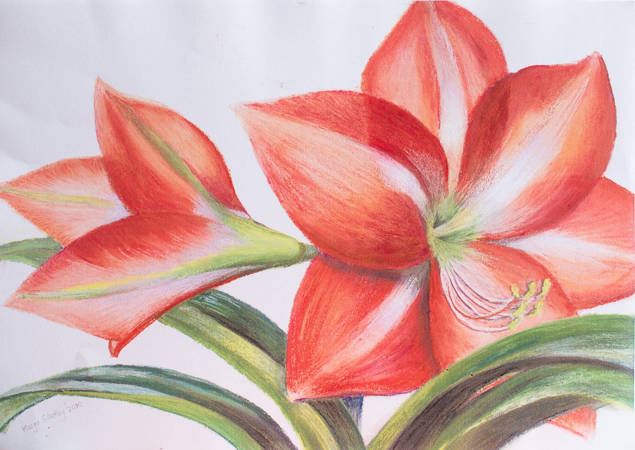 Broget lilje, 2016 (pastel) af Margo Starkey