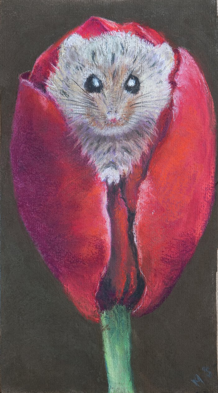 Dørmus i tulipan, 2022 (pastel) af Margo Starkey
