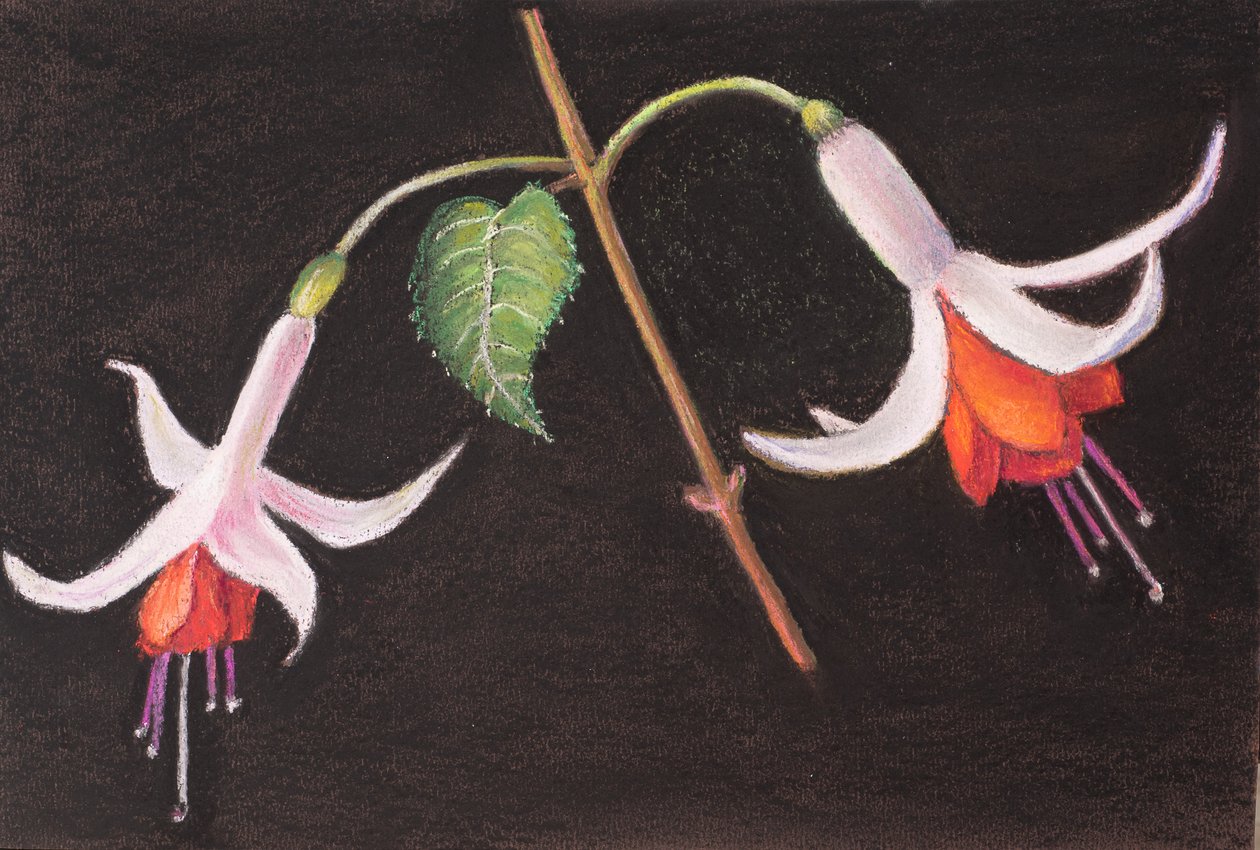 Fuchsiaer fra min have af Margo Starkey