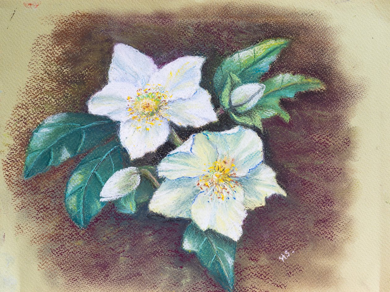 Hellebore, 2020 (pastel) af Margo Starkey