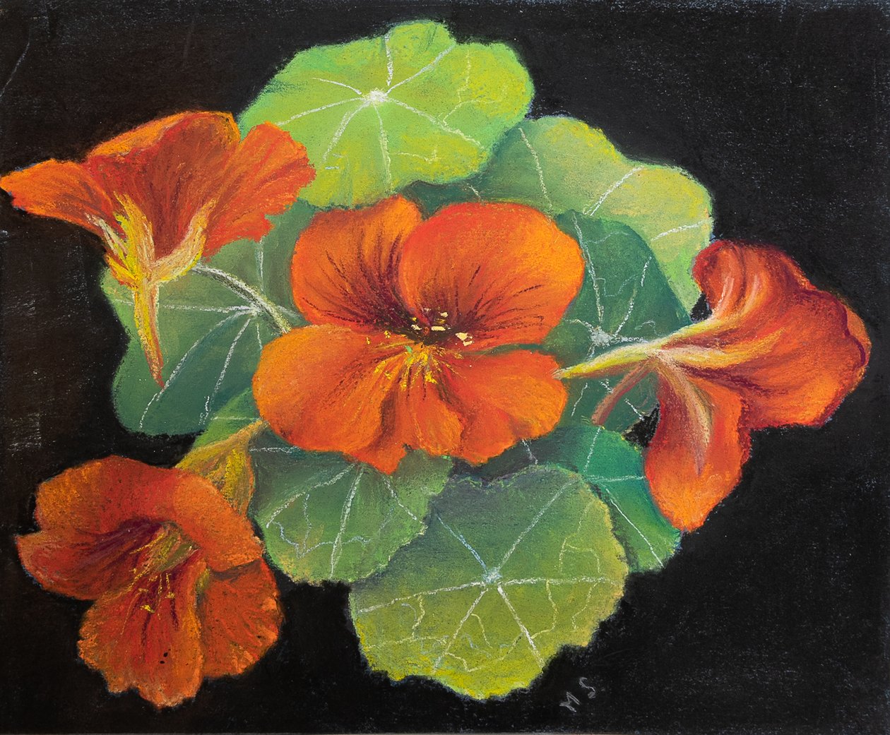 Nasturtiums, 2020 (pastel) af Margo Starkey