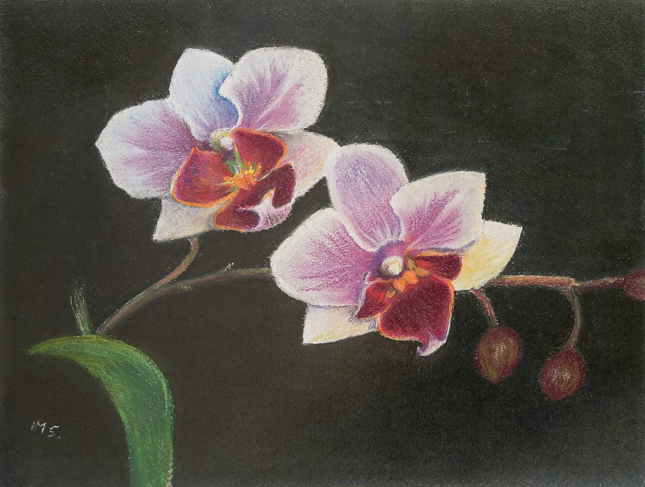 Orkidé i mit soveværelse, 2020 (pastel) af Margo Starkey